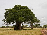 Baobab tree in Tarangire